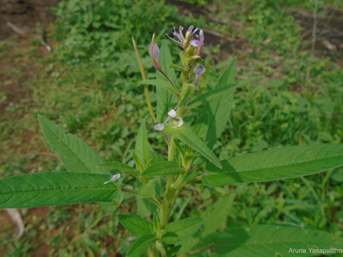 Cleome rutidosperma var. burmanni (Wight & Arn.) Siddiqui & S.N.Dixit